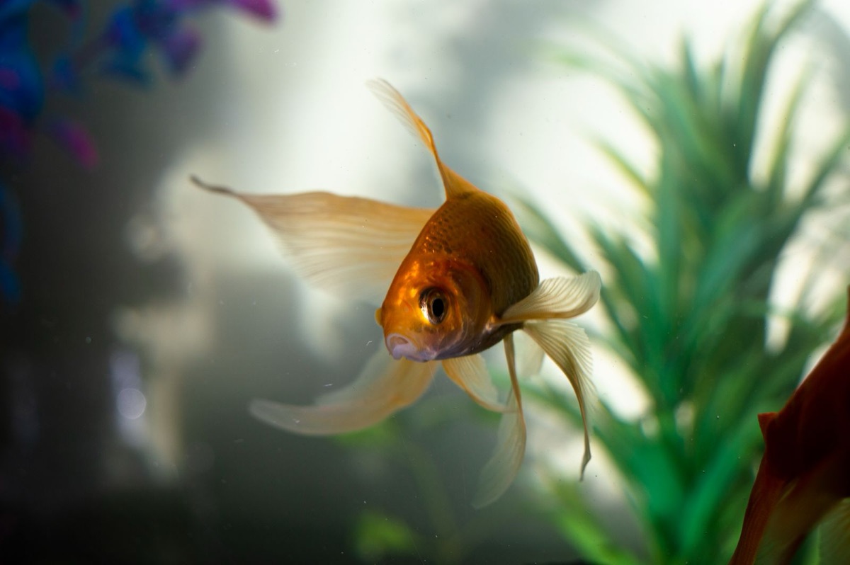 Aquariophilie, poisson scalaire